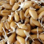 Косметические свойства масла зародышей пшеницы