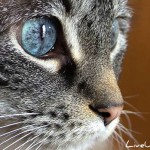 Мир глазами кошек